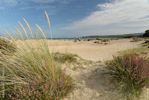 Obraz na płótnie Heather walk by Studland Bay on Swanage Coast w salonie