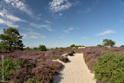 Heather walk by Studland Bay on Swanage Coast