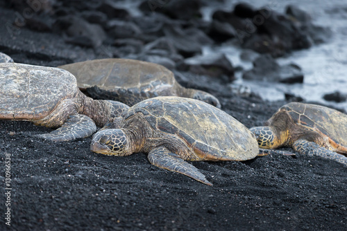 Green sea turtles black sand beach in Hawaii..