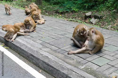 Monkeys are relax on street.