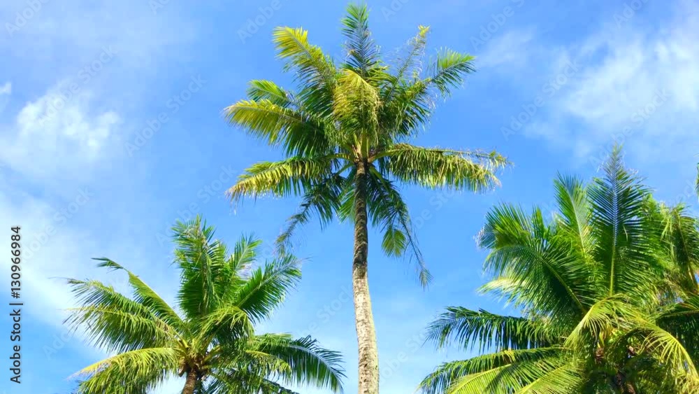 Tropical sky where palm trees sway in the wind