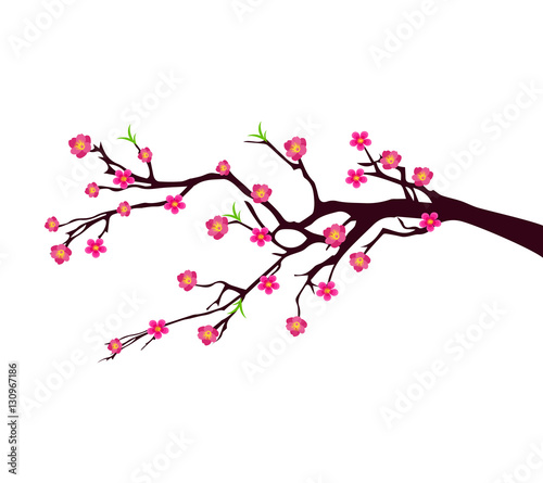 Vector Cherry blossom for Chinese New Year and lunar new year © thanhtrong007