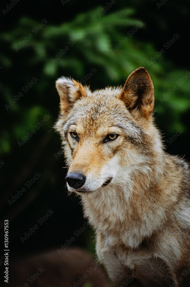 портрет волка