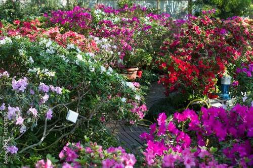 Beautiful garden of blooming azaleas in the greenhouse.