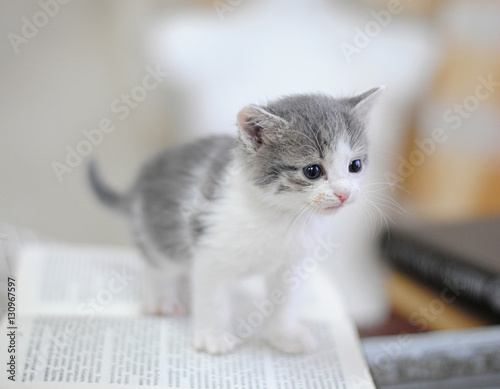 Small white and gray kitten on a bird cage. Full portrait