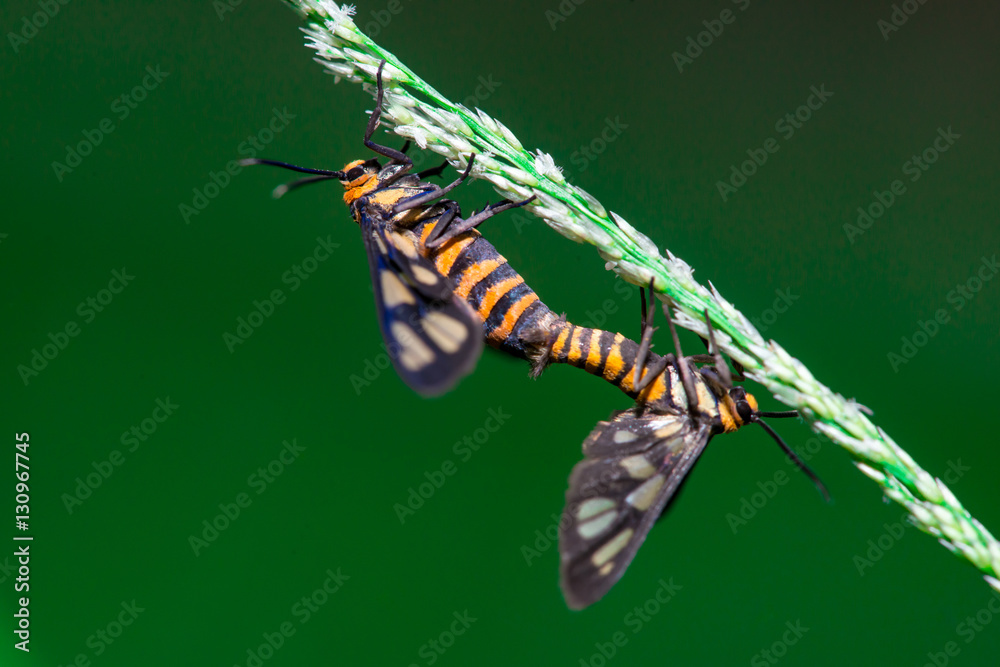 Tiger moth (Amata trigonophora) making love in the evening, found at colleague's garden Tiger moth (Amata trigonophora) making love in the evening, found at colleague's garden