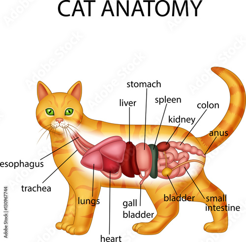 Anatomy of cat
