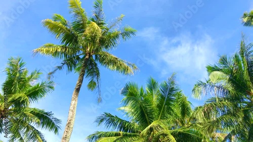 Tropical sky where palm trees sway in the wind