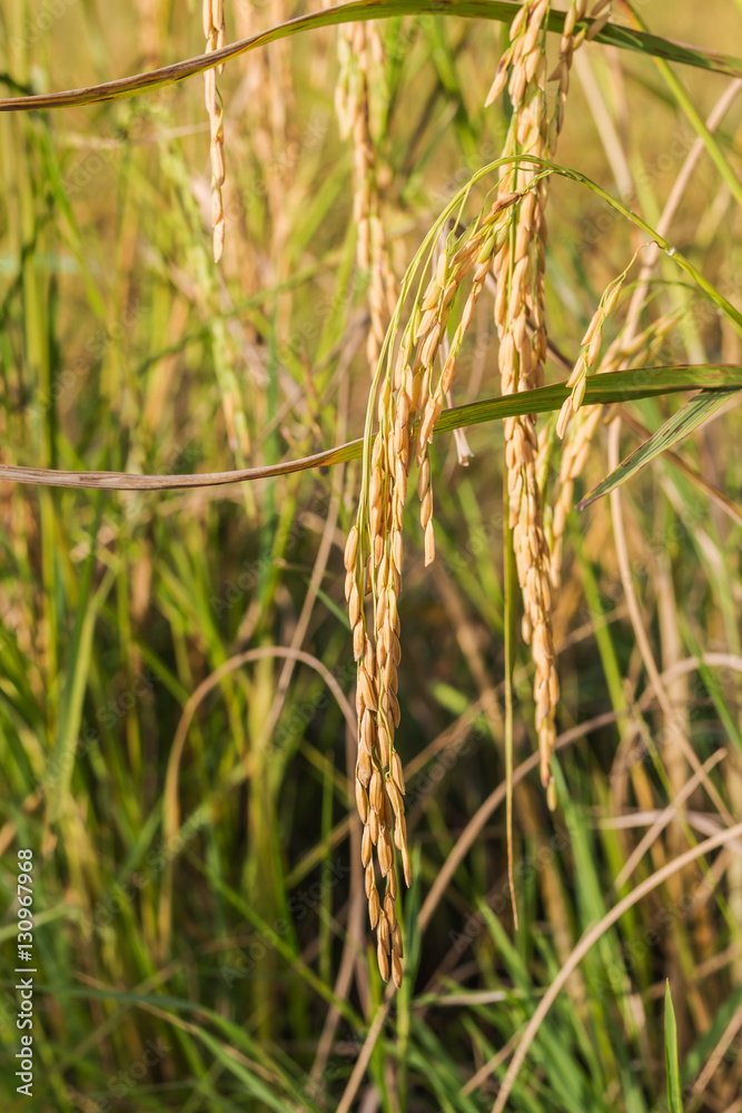 Green rice paddy in the field rice background. Green rice paddy in the field rice background.