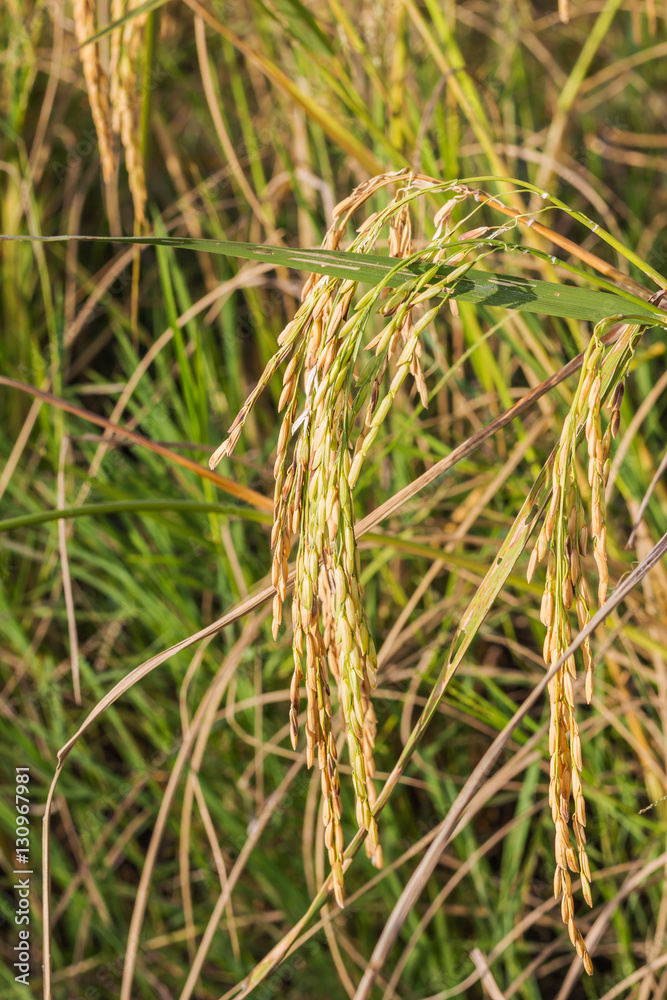 Green rice paddy in the field rice background. Green rice paddy in the field rice background.