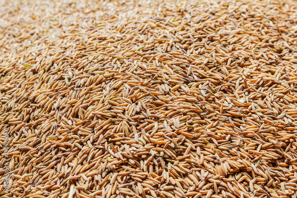 Grain detail, pile of paddy for background and texture. Grain detail, pile of paddy for background and texture.