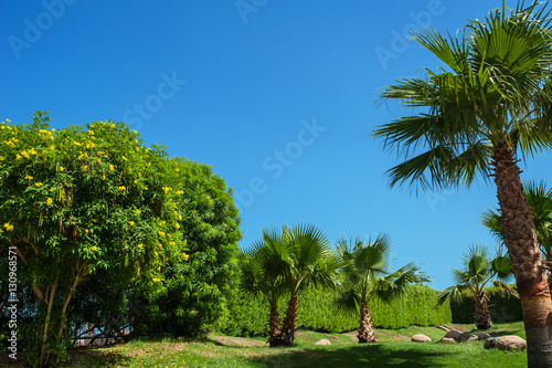beautiful park with Palm trees against the blue sky