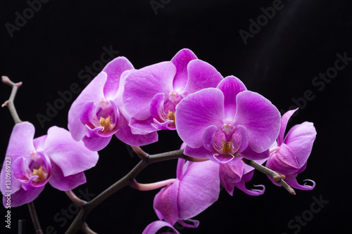 Fototapeta Naklejka Na Ścianę i Meble -  Pink streaked orchid flower, isolated on black background