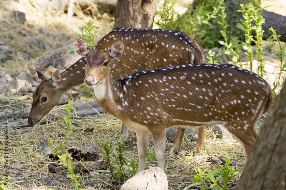 Obraz premium Image of a chital or spotted deer on nature background. wild ani