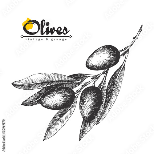 Olive branch vector colourful isolated illustration, sketch hand drawn style, olives, leaves, lettering.