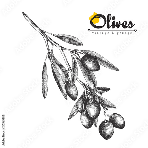 Big olive branch sketch vector illustration, olives hand drawn isolated, vintage olive tree with leaves over white background. Italian cuisine.