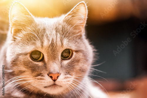 Striped gray cat head in the sunlight, close-up © watman