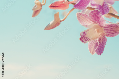 Beautiful pink orchid flower on blue sky and white cloud background. Frame nature tropical flower background.