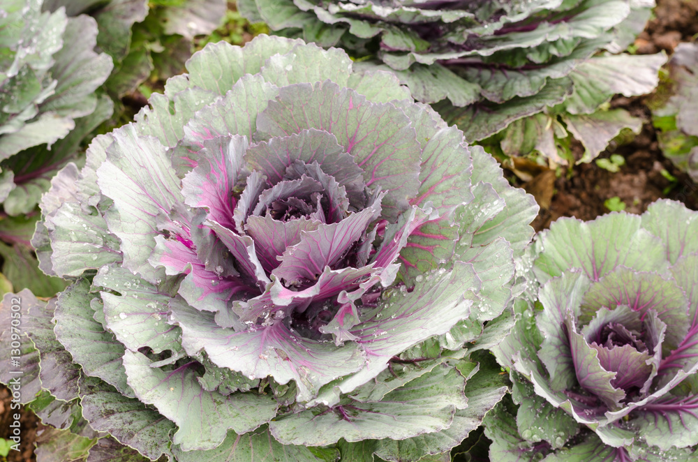 Obraz premium ornamental cabbage plant