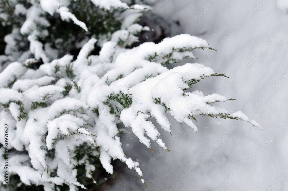 Branches of christmas tree with snow outdoor