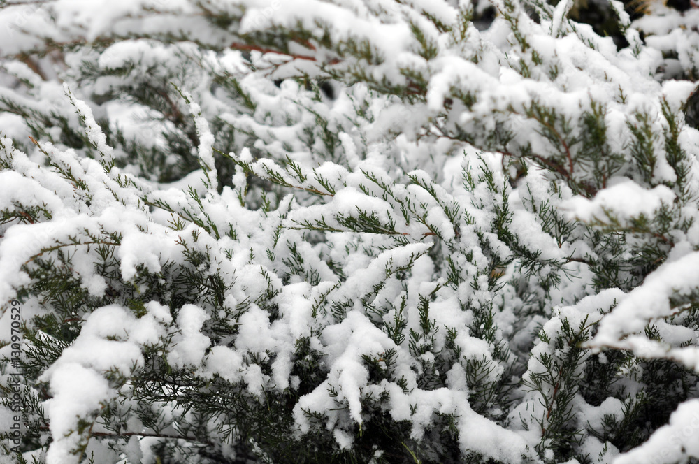 Branches of christmas tree with snow outdoor