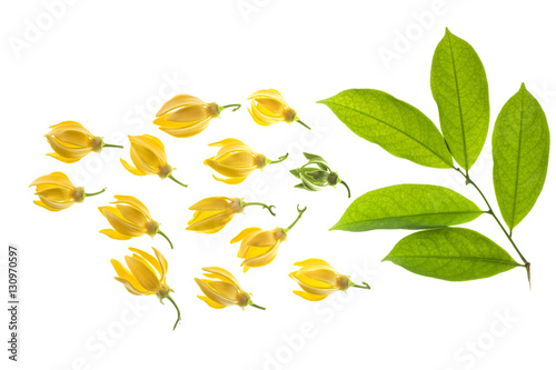 Fototapeta Naklejka Na Ścianę i Meble -  Climbing Ylang-Ylang flower wtth leaf, Manorangini, Hara-champa,