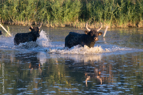 Foto Taureaux traversant un cours d'eau,communément appelée la gaze.