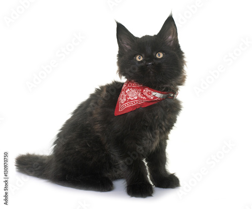 Fototapeta Naklejka Na Ścianę i Meble -  maine coon kitten