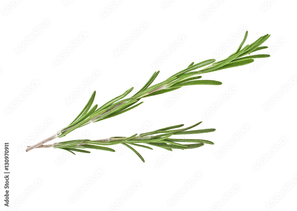 Rosemary on a white background, closeup