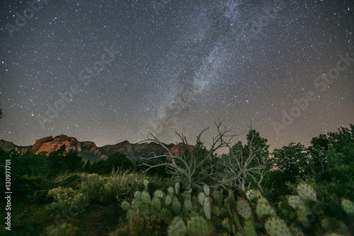 Sedona Night Cactus