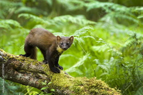 Pine Marten