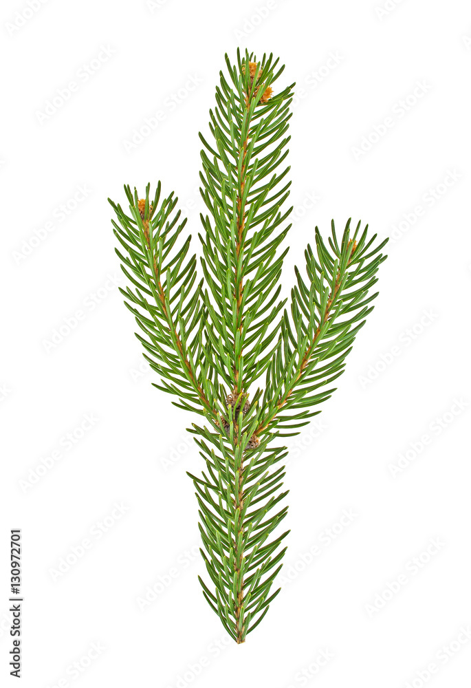 Fir tree branch isolated on a white background Fir tree branch isolated on a white background