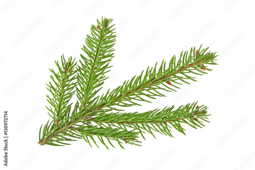 Fir tree branch isolated on a white background Fir tree branch isolated on a white background