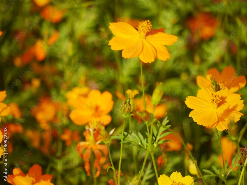 Yellow Cosmos Yellow Cosmos