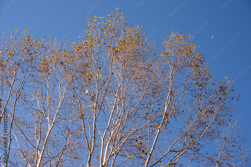 ダケカンバの黄葉と残月