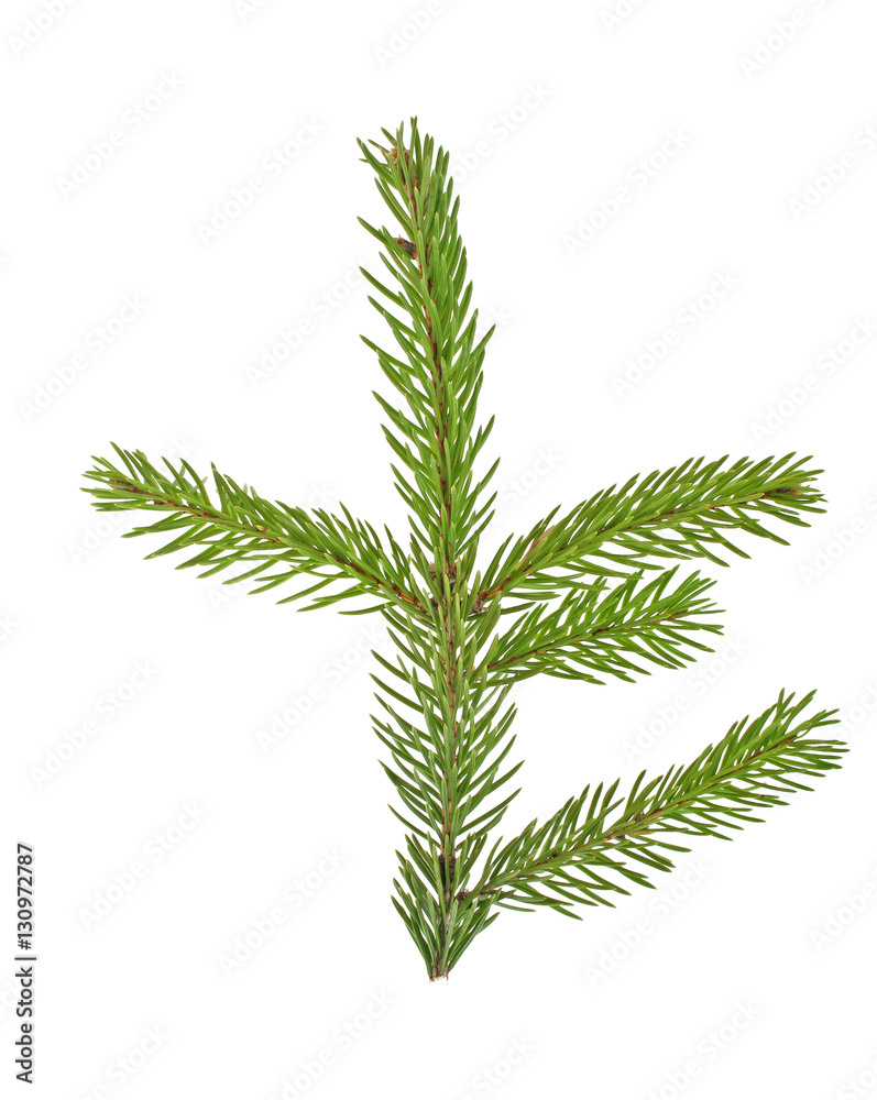 Fir tree branch isolated on a white background Fir tree branch isolated on a white background