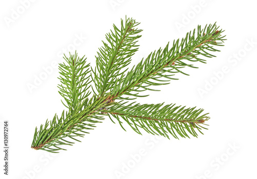 Fir tree branch isolated on a white background