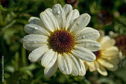 Daisy