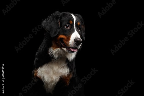 Fototapeta Naklejka Na Ścianę i Meble -  Close-up portrait of Bernese Mountain Dog Curious looking in camera on isolated black background