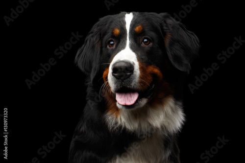 Close-up portrait of Bernese Mountain Dog Curious looking in camera on isolated black background