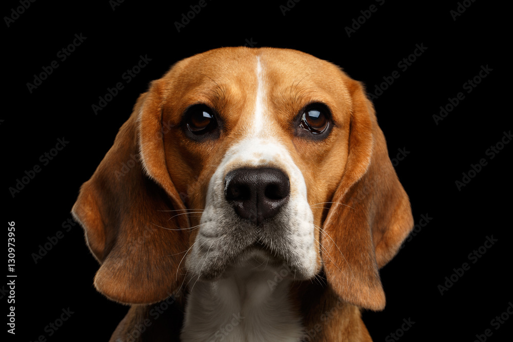 Close-up portrait of Young Beagle dog looking in camera on isolated black background, front view
