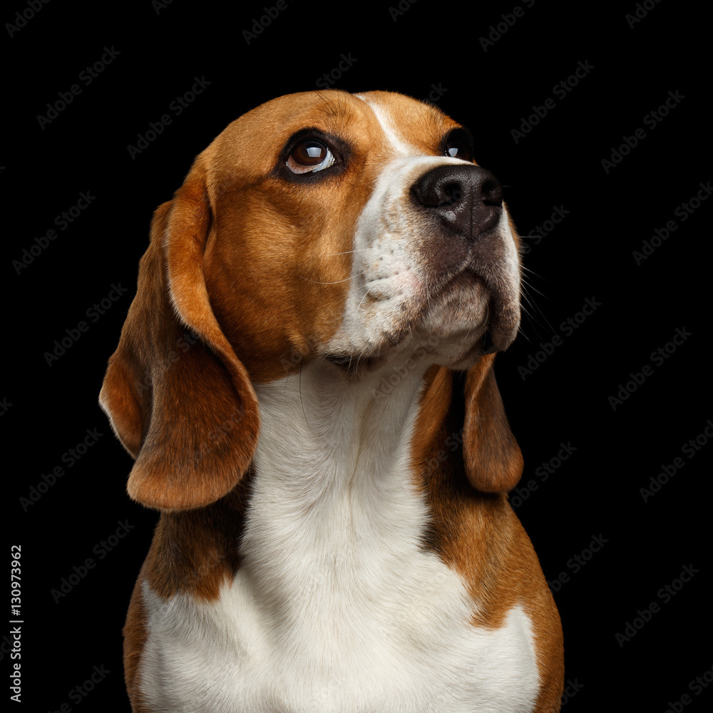 Close-up head of Young Beagle dog looking on owner on isolated black background, front view
