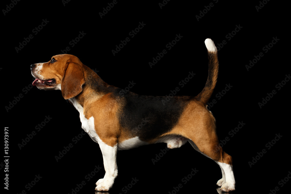 Young Beagle dog standing on isolated black background, side view