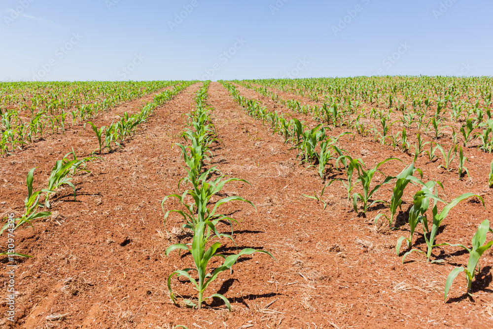 Farming Young Crops Farming Young Crops