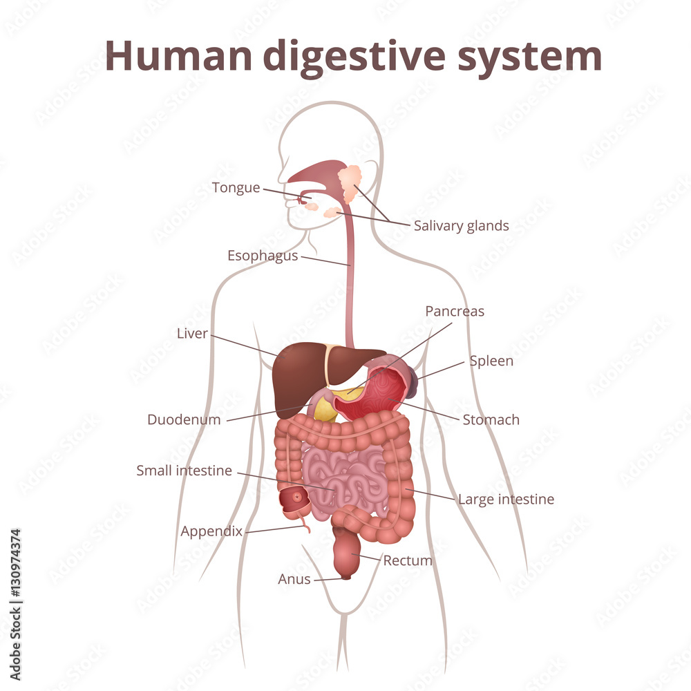 Obraz premium GI tract organs