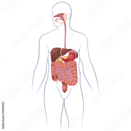 GI tract organs