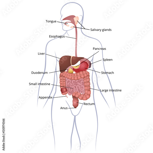 GI tract organs