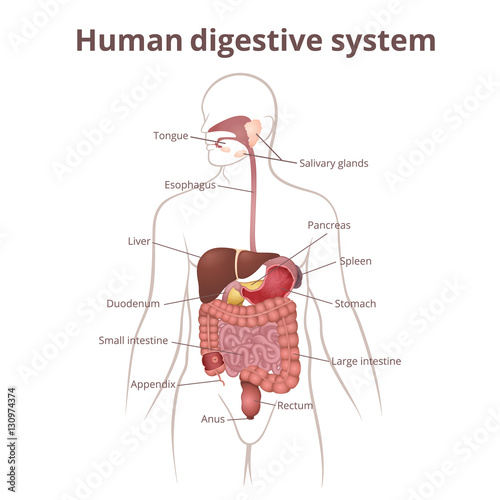 GI tract organs