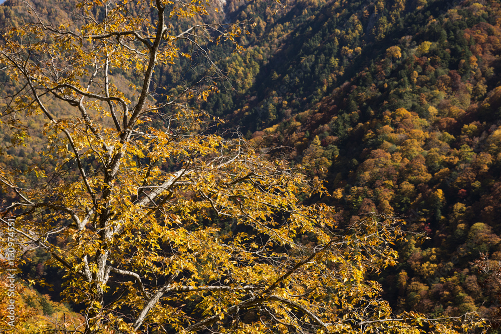 中部山岳の黄葉 中部山岳の黄葉