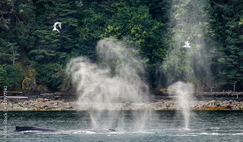 Humpback whales let out the fountains. Chatham Strait area. Alaska. USA. An excellent illustration.